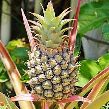 Pineapple, Ananas Comosus {50cm} With Fruit